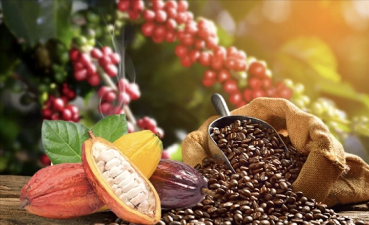 Traite agricole:les prix indicatifs du caf et du cacao fixs  1560 f cfa et 3380 f CFA au Togo