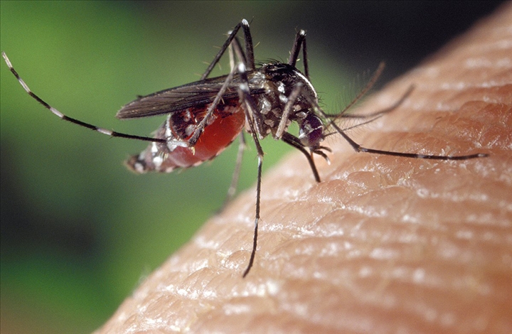 Un moustique vecteur du paludisme